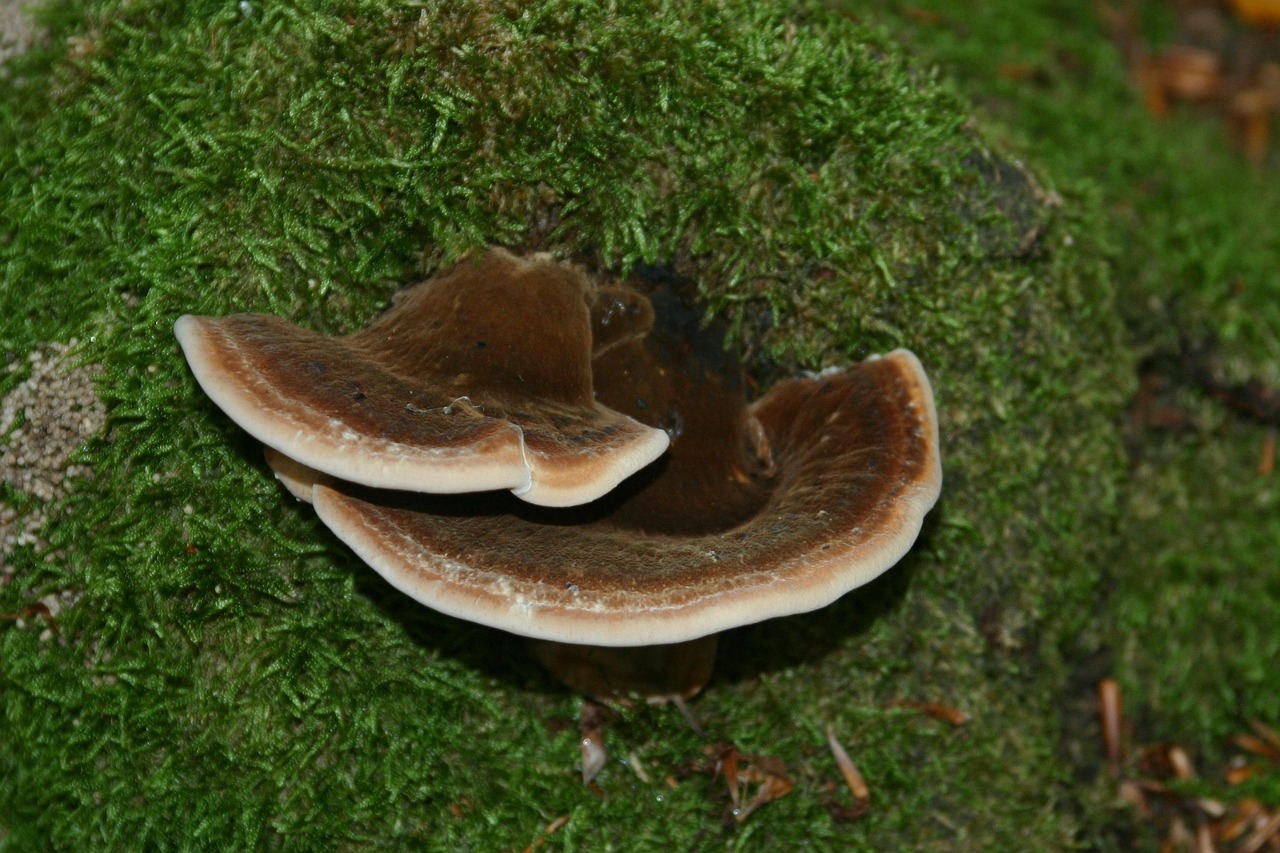 soul灵魂实名账号:花吧app详情下载教程