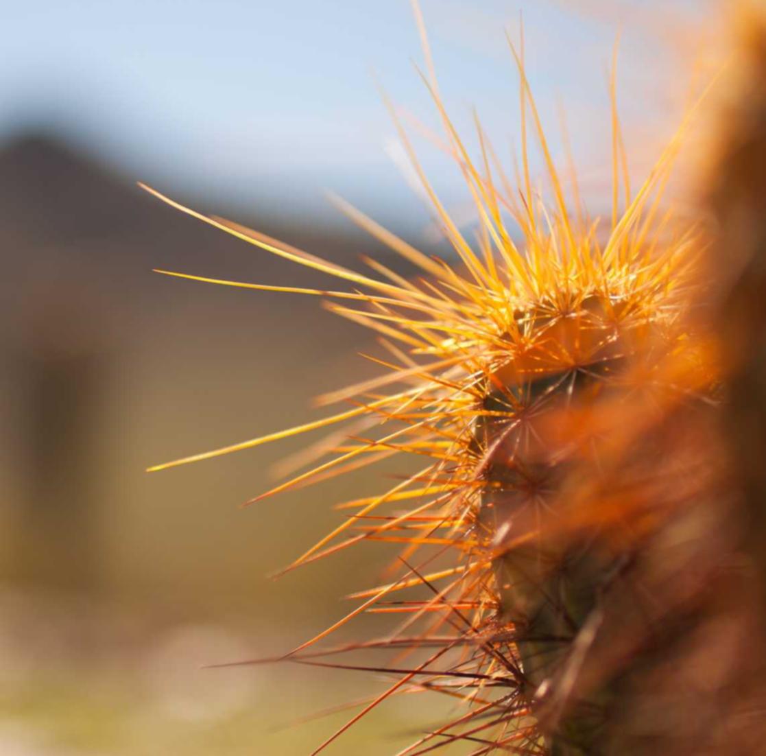 民生通讯实名账号：流量卡 VS 家庭宽带：你真的需要两者吗？